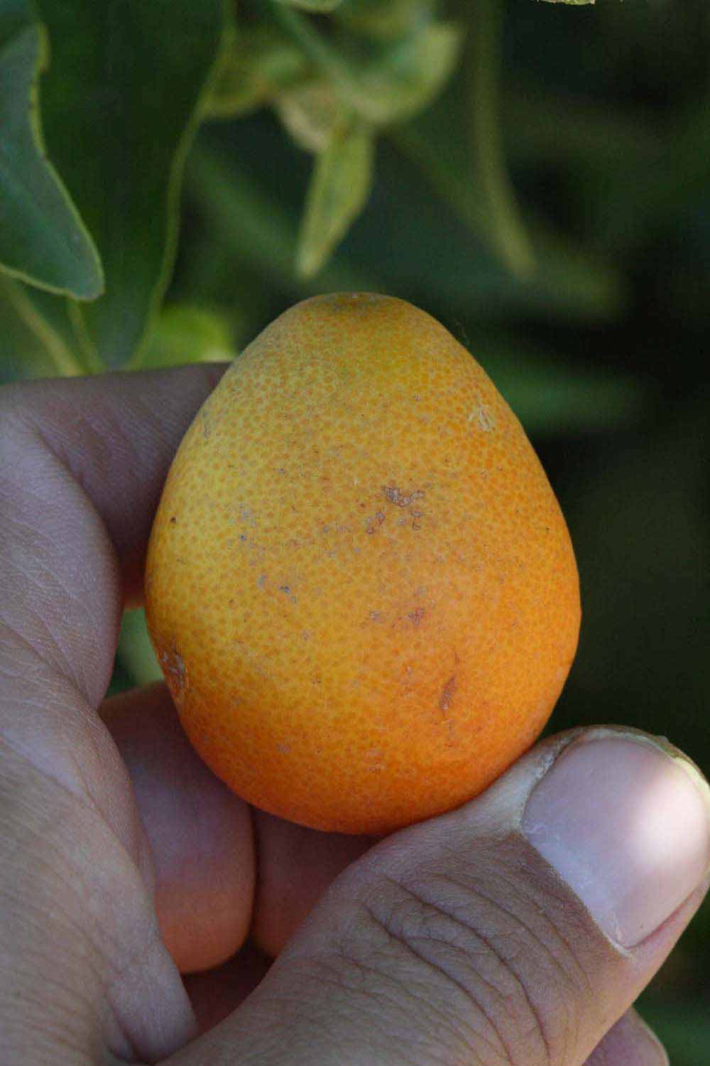            Fruit (Riverside, CA)   